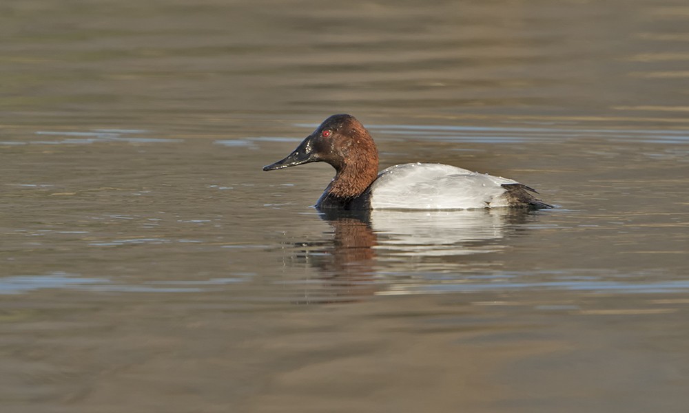 Canvasback - Dave Furseth