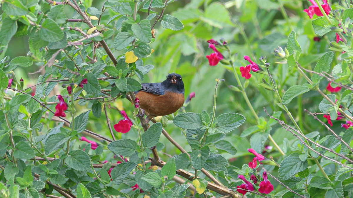 Cinnamon-bellied Flowerpiercer - ML638526618