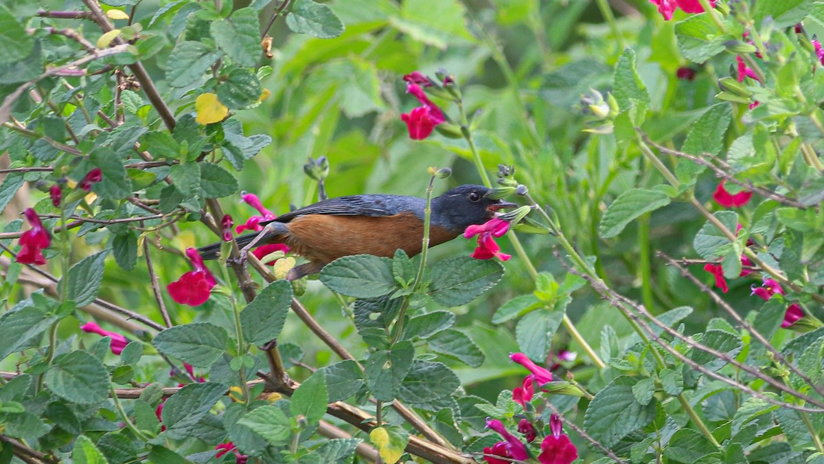 Cinnamon-bellied Flowerpiercer - ML638526619
