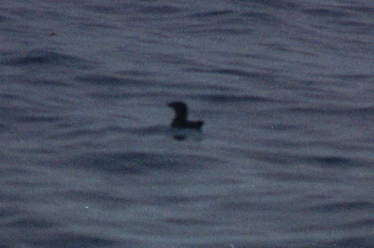 Cassin's Auklet - ML638526628