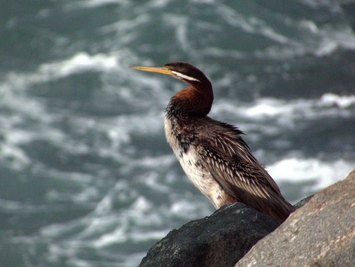 Australasian Darter - ML638526648
