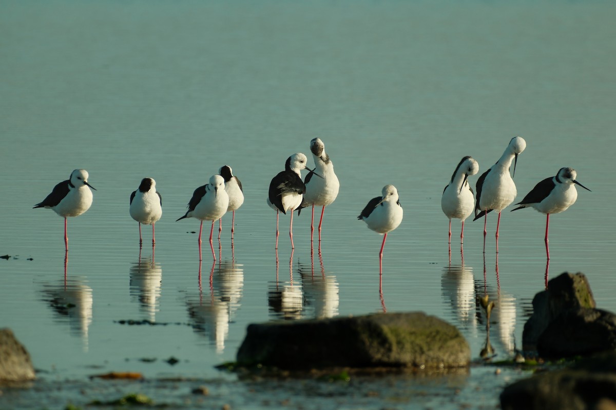 Pied Stilt - ML638526650