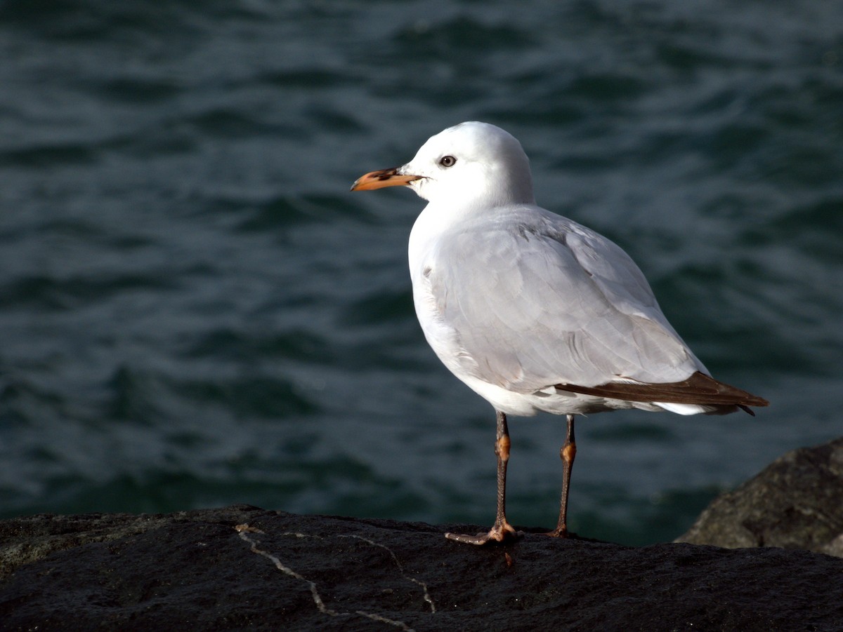 紐澳紅嘴鷗(novaehollandiae/forsteri) - ML638526653