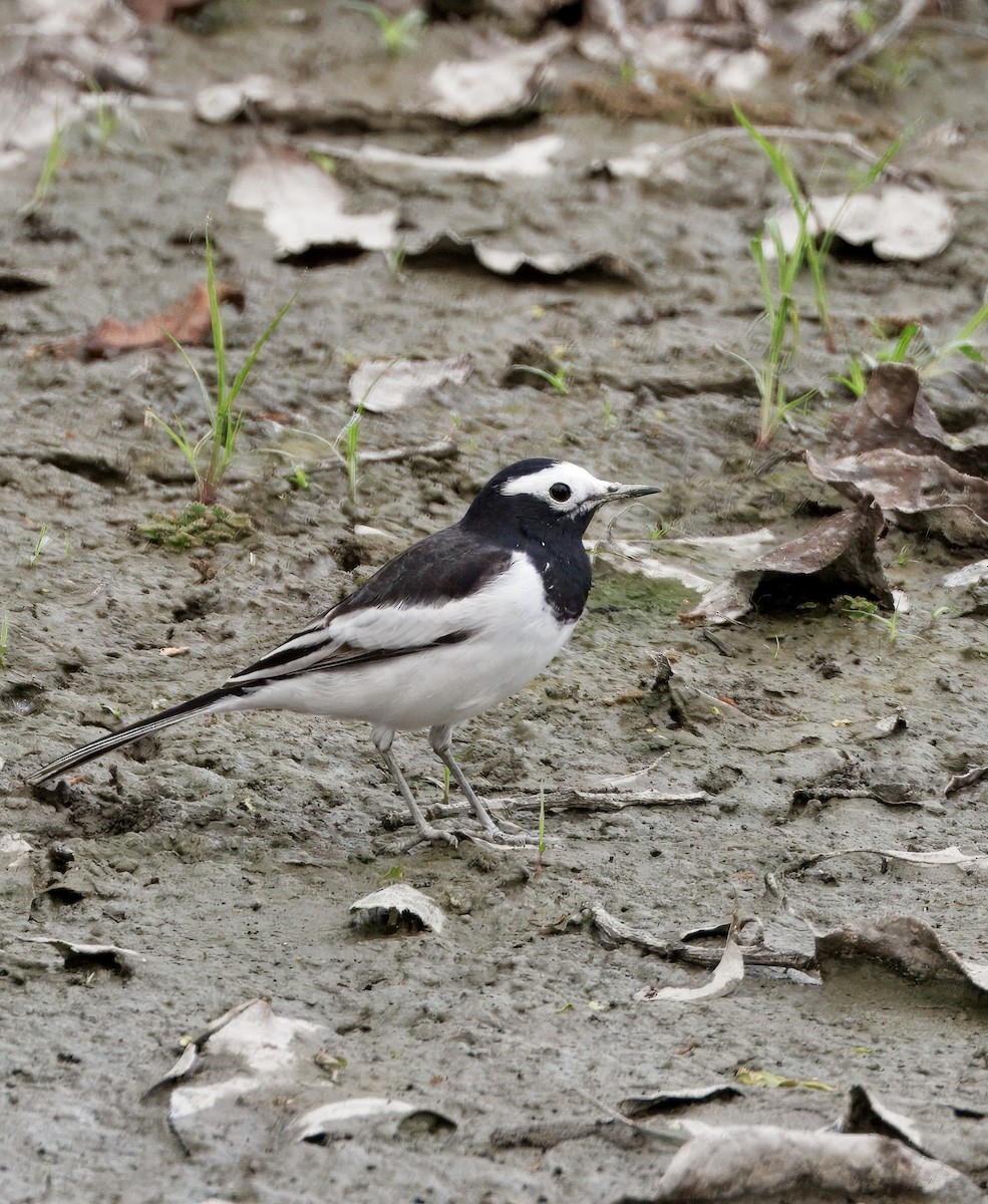 ハクセキレイ - ML638526687