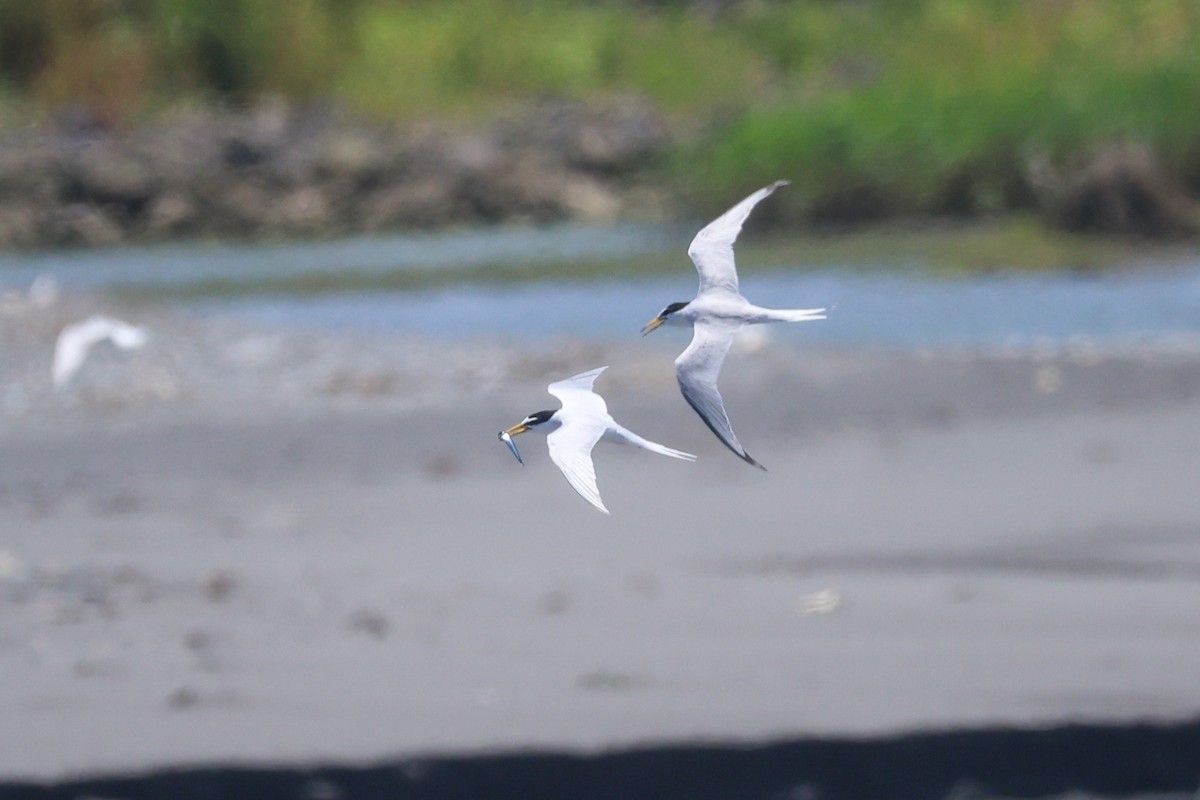 Little Tern - ML638526695