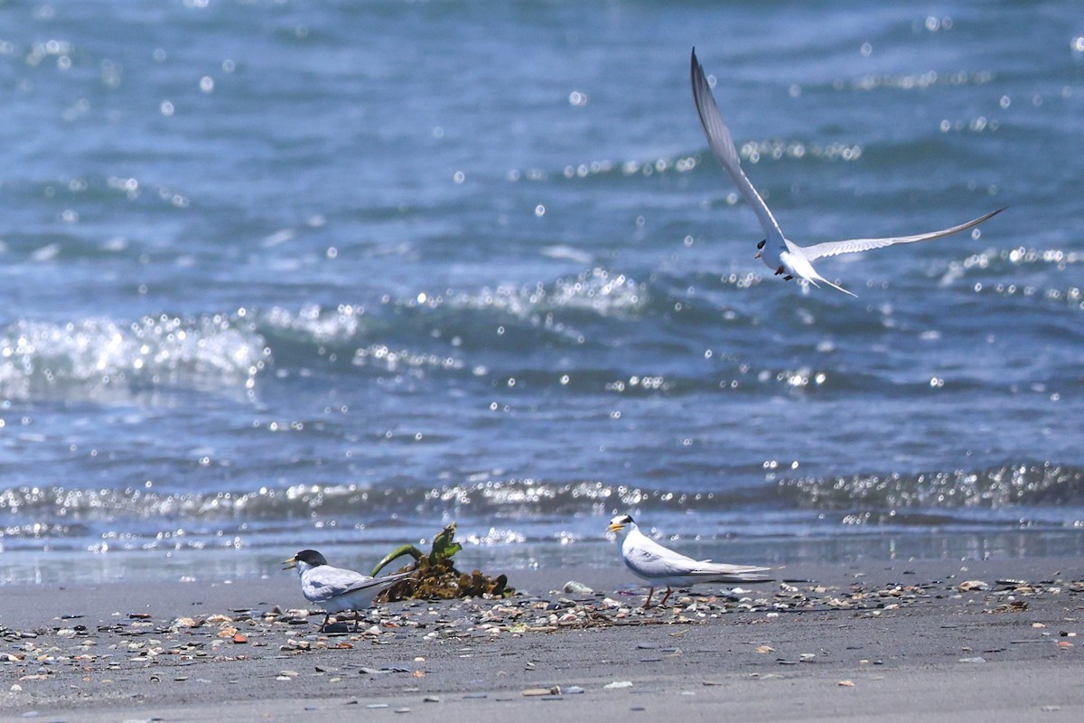 Little Tern - ML638526696