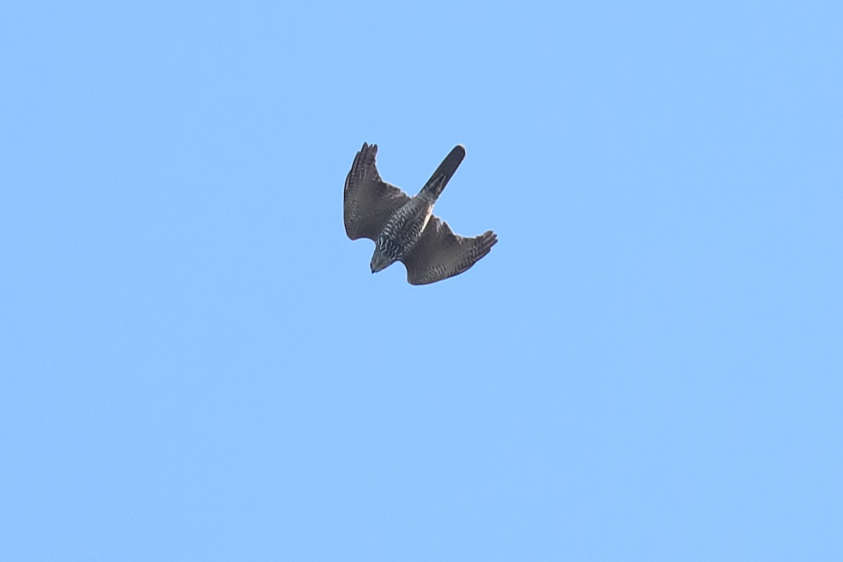 Brown Goshawk - ML638526700