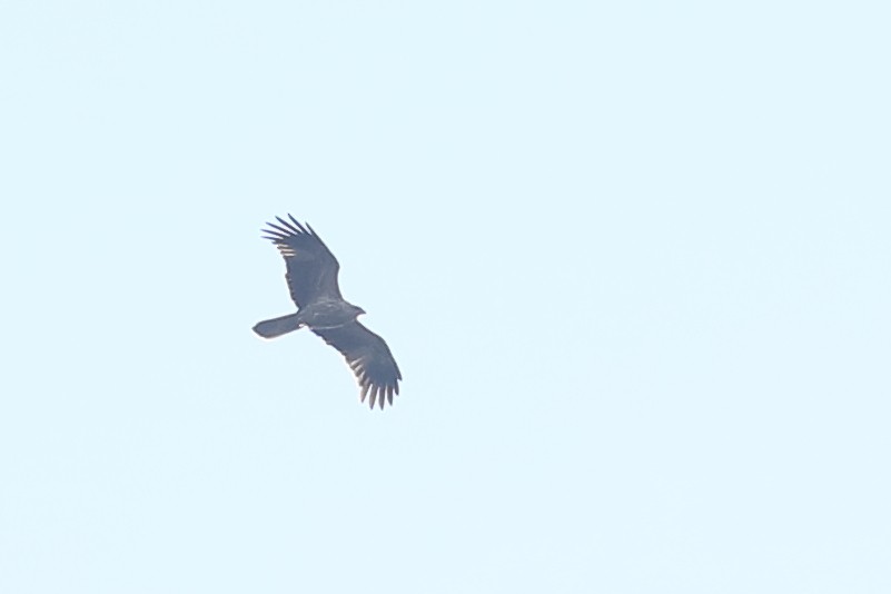 Коршун-свистун - ML638526702