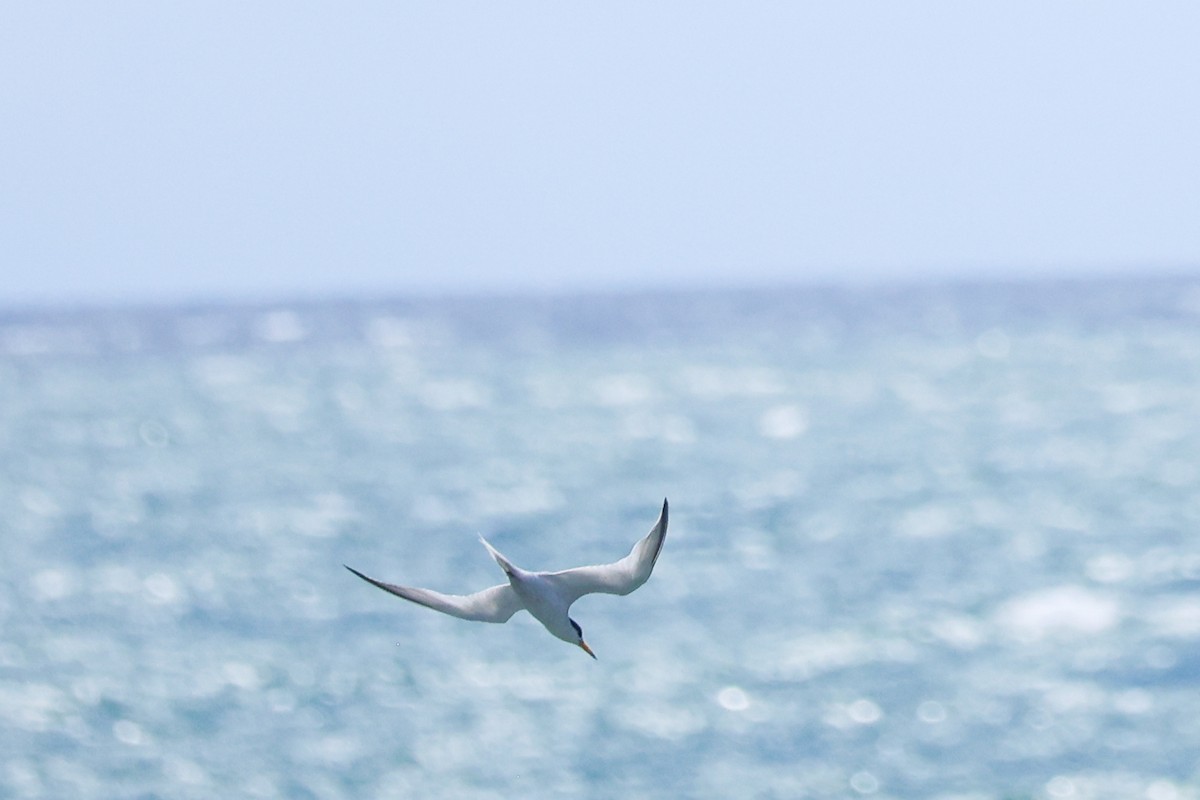 Little Tern - ML638526730