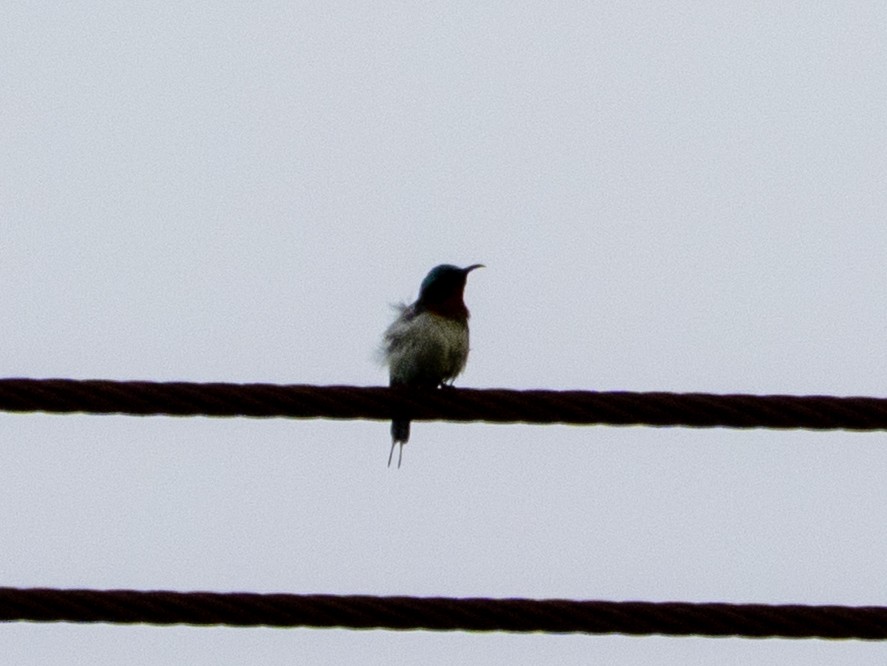 Fork-tailed Sunbird (Fork-tailed) - ML638526735