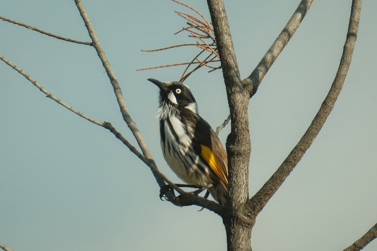 New Holland Honeyeater - ML638526741