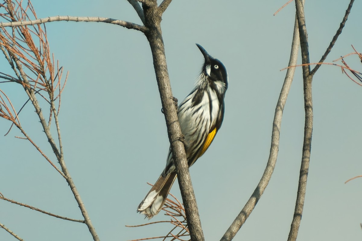 New Holland Honeyeater - ML638526742