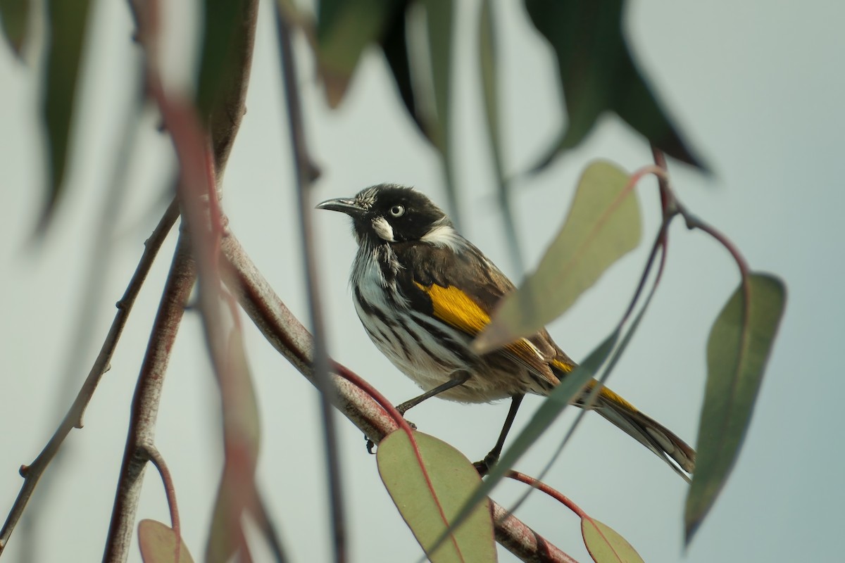 New Holland Honeyeater - ML638526743