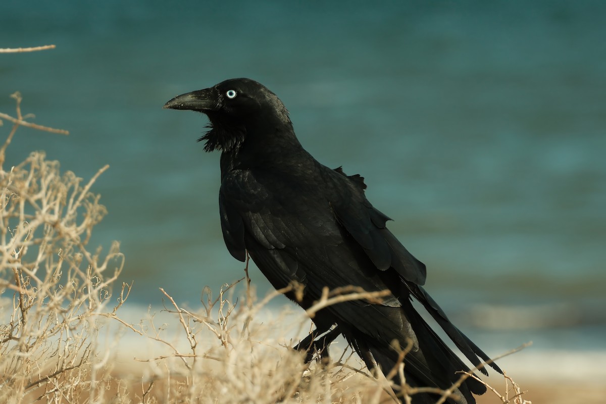 Little Raven - ML638526745