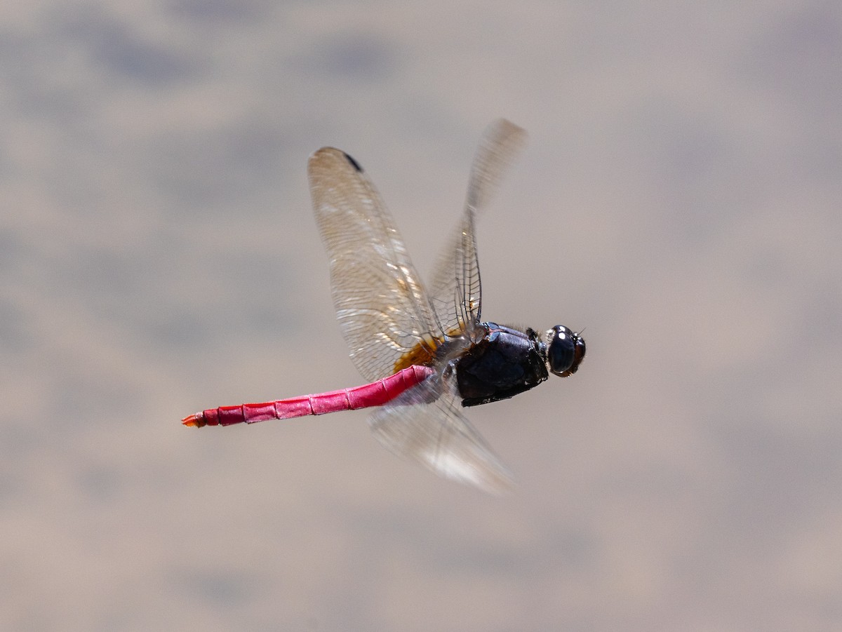 Insects - ML638526783