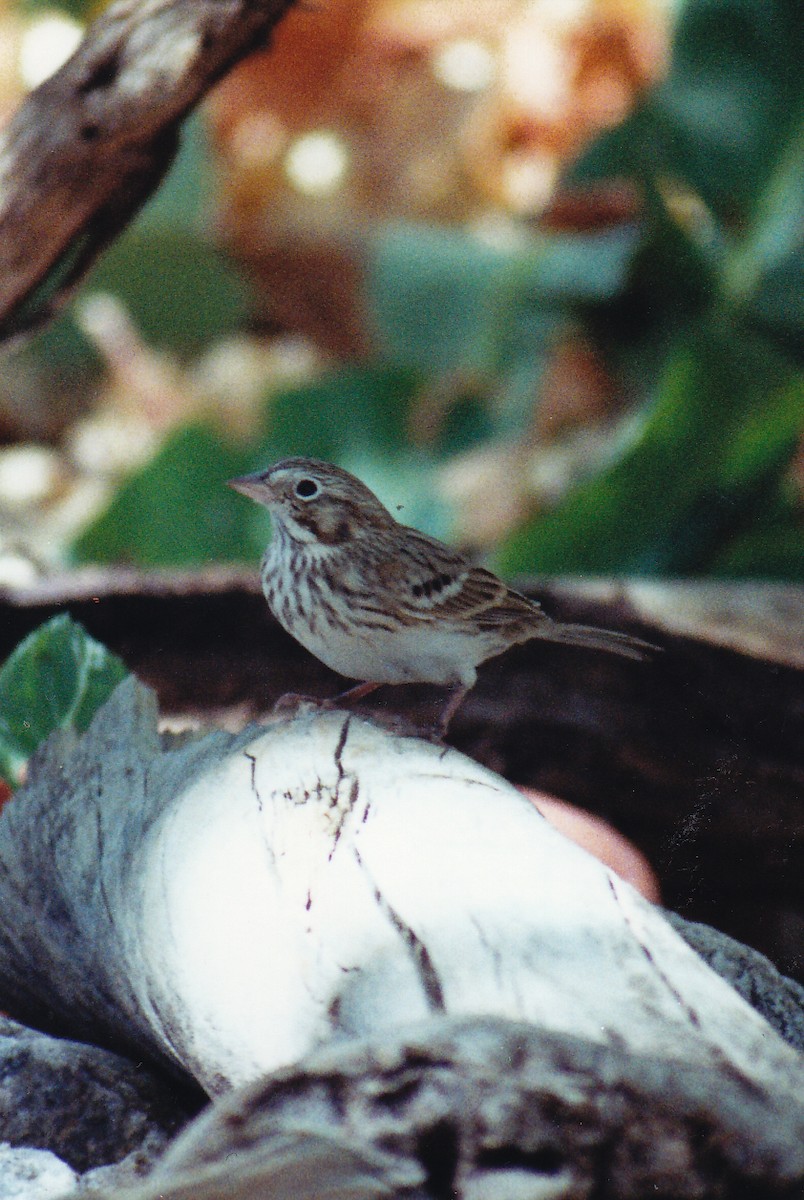 Vesper Sparrow - ML638526790