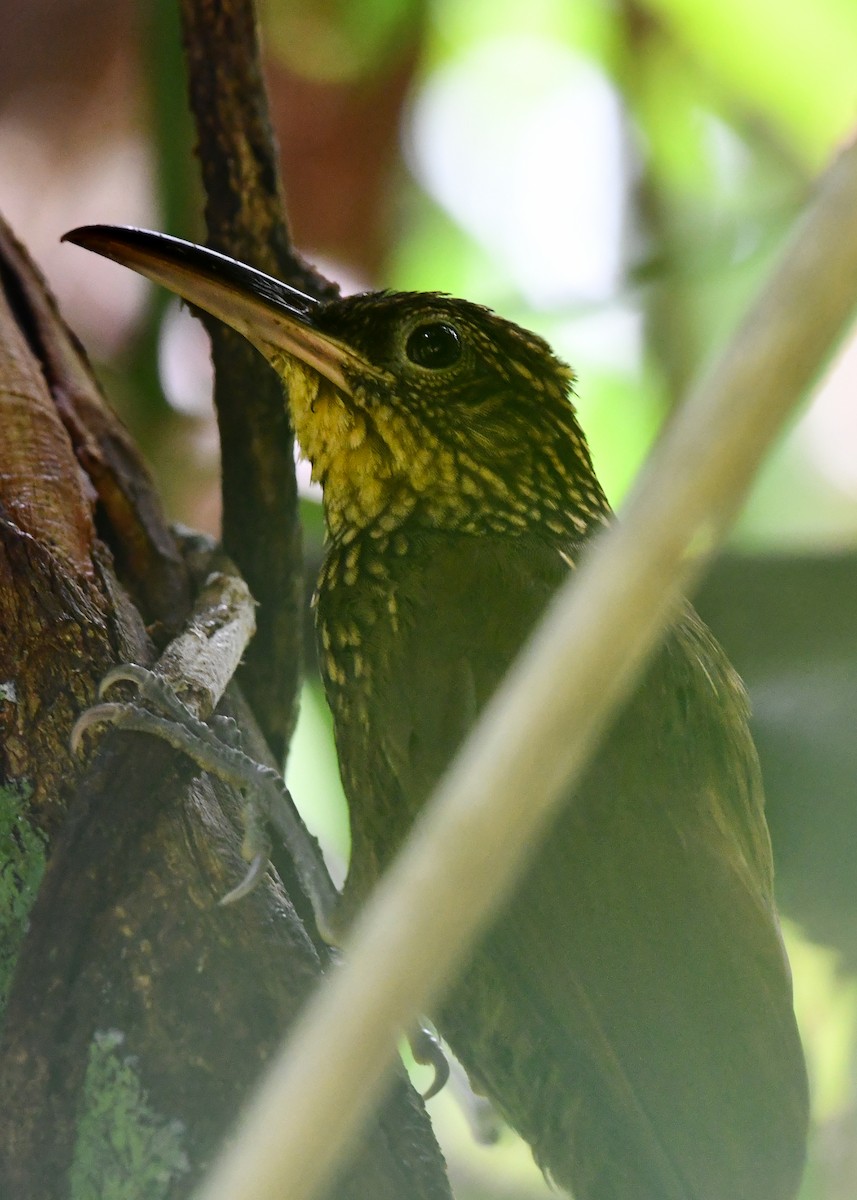 Cocoa Woodcreeper - ML638526792