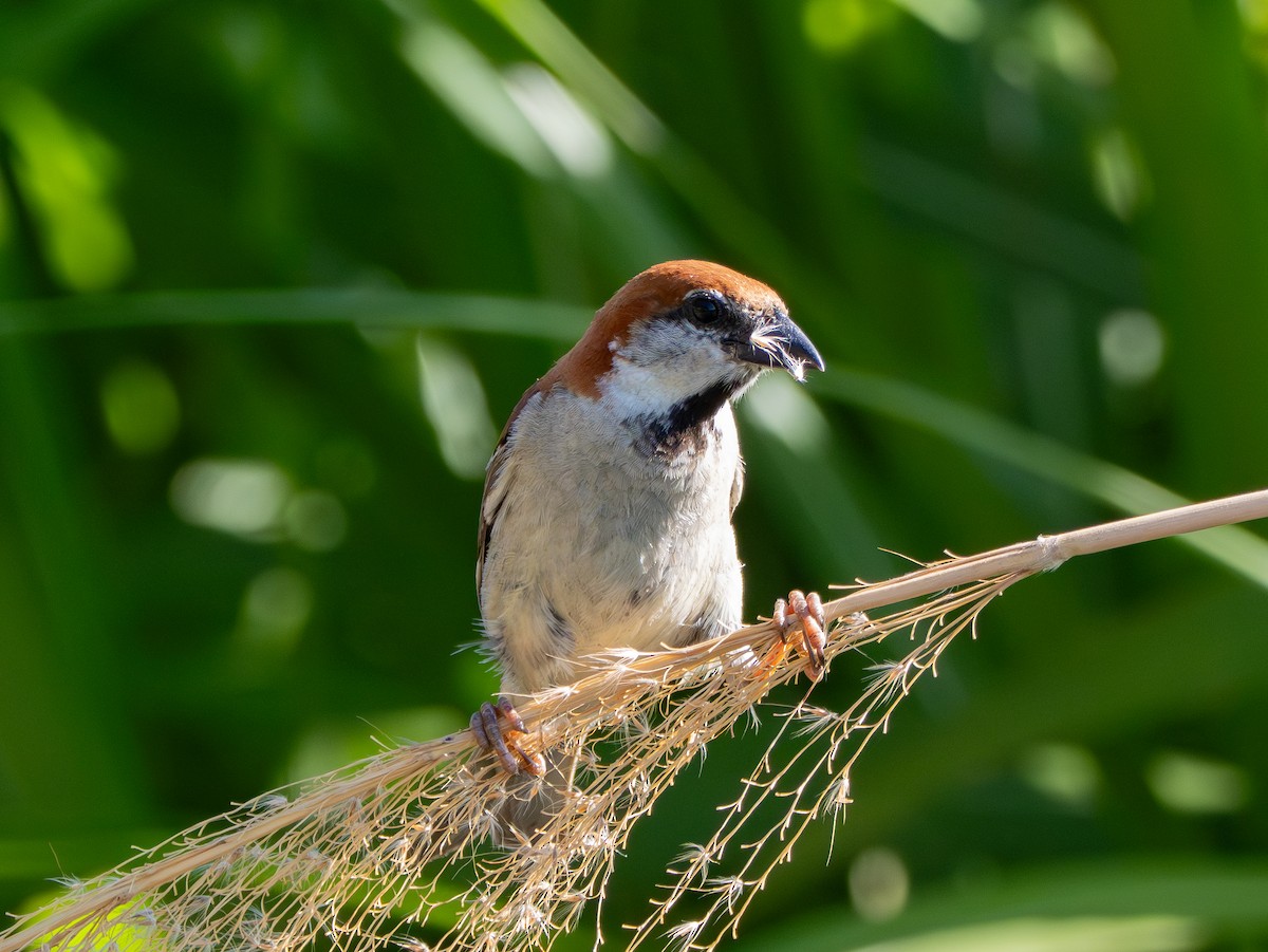 Russet Sparrow - ML638526796