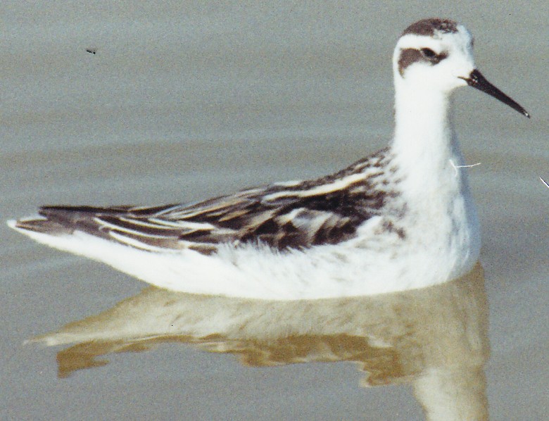 Red-necked Phalarope - ML638526841