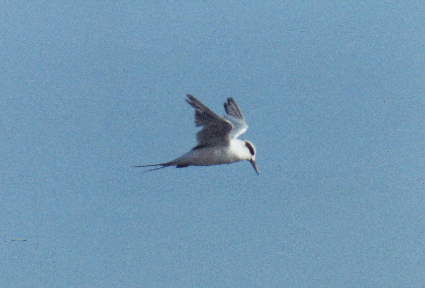 Forster's Tern - ML638526849