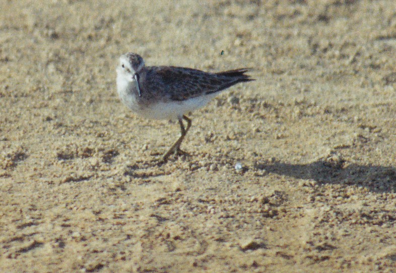 Western Sandpiper - ML638526857