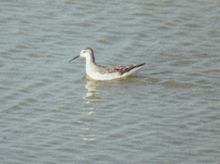 Wilson's Phalarope - ML638526859