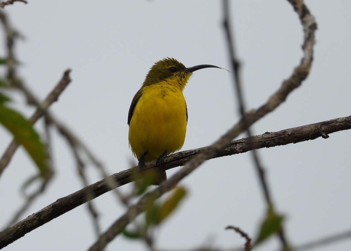 Sahul Sunbird - ML638526863