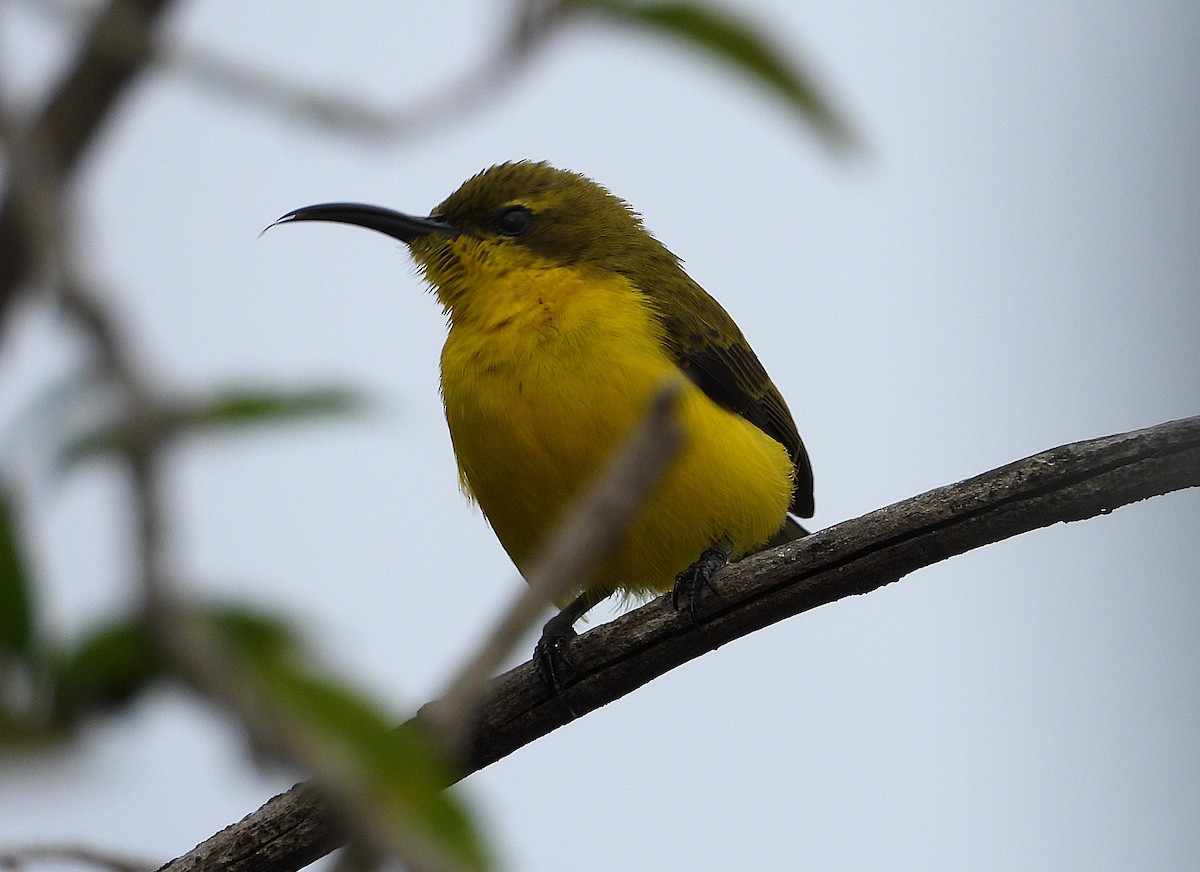 Sahul Sunbird - ML638526865