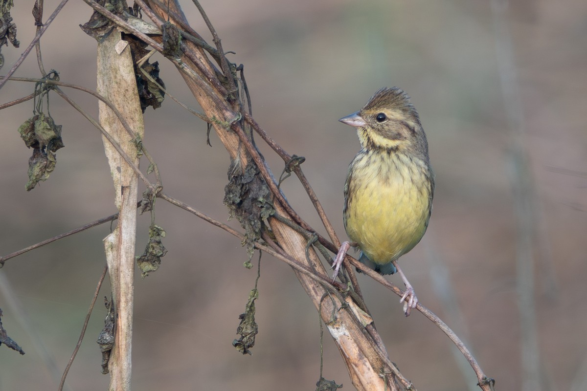 Black-faced Bunting - ML638526871