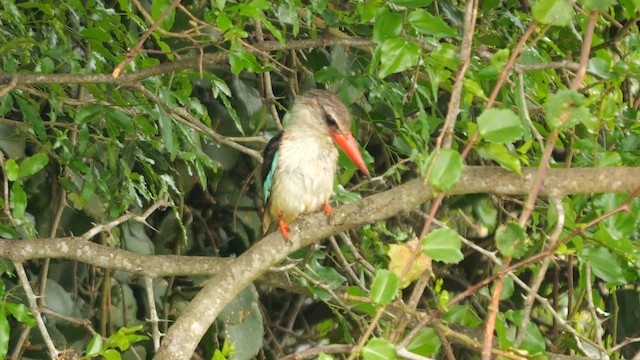 Brown-hooded Kingfisher - ML638526900