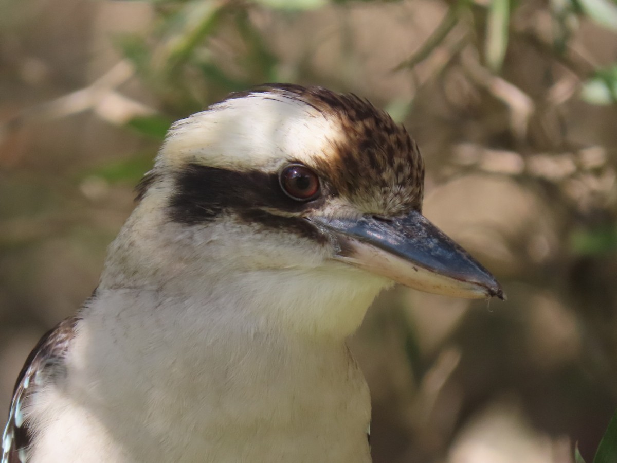 Laughing Kookaburra - ML638526977