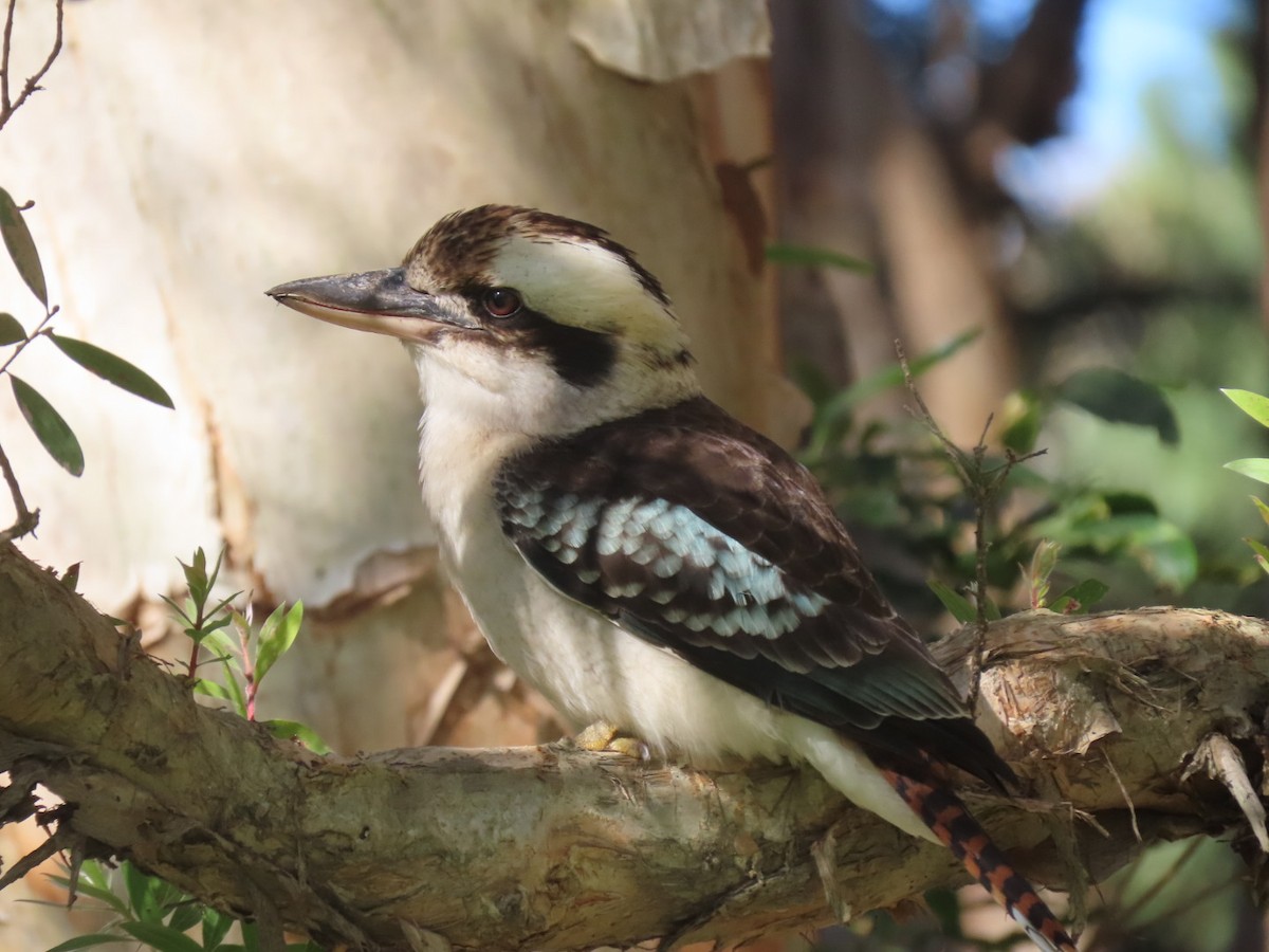 Laughing Kookaburra - ML638526978