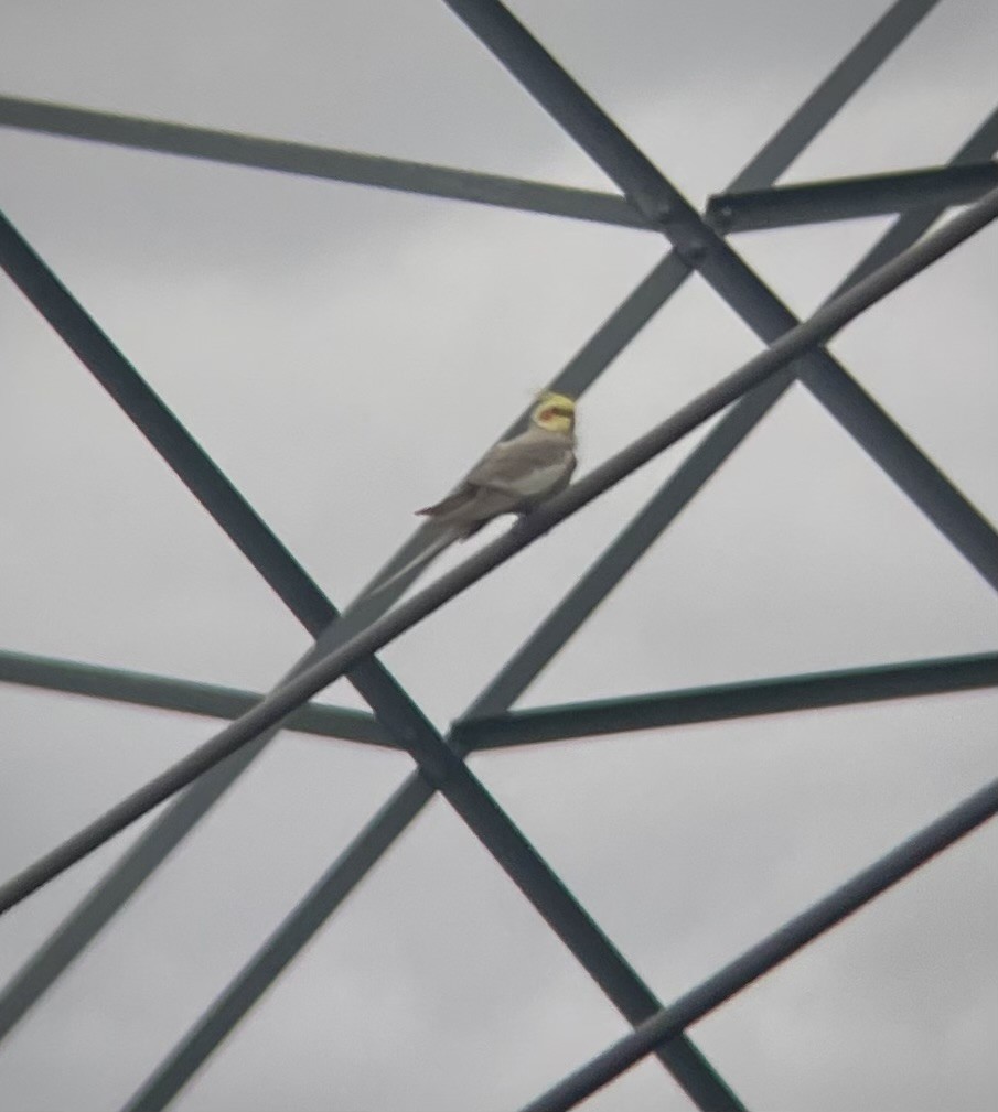 Cockatiel (Domestic type) - ML638527029