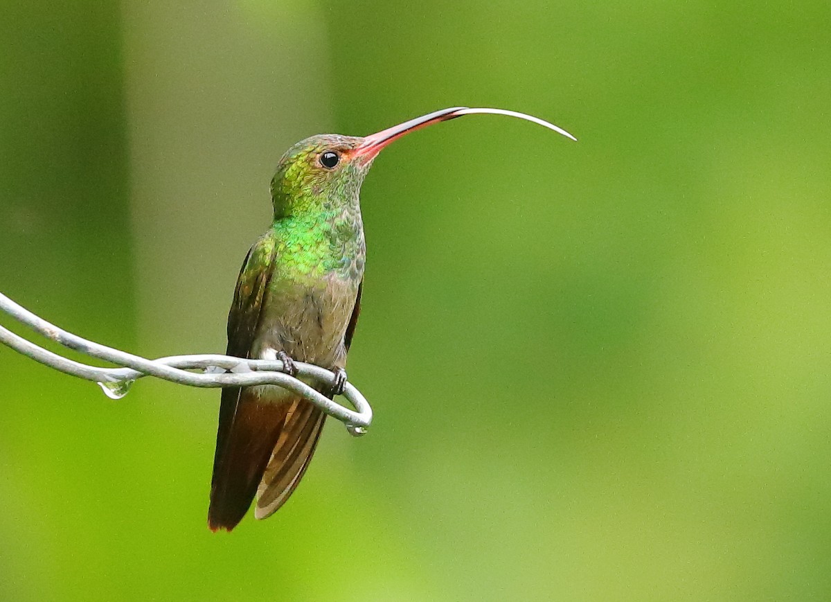 Rufous-tailed Hummingbird - ML638527046
