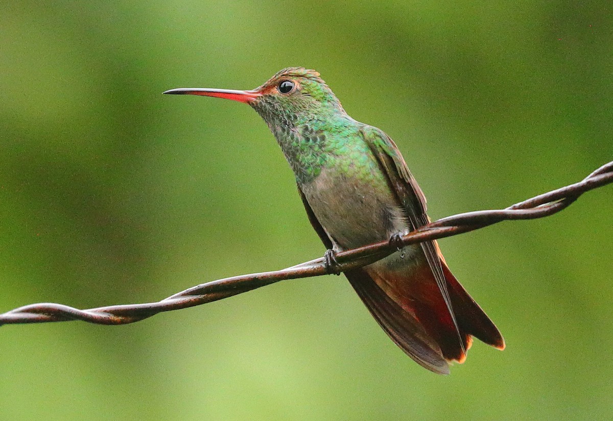 Rufous-tailed Hummingbird - ML638527047