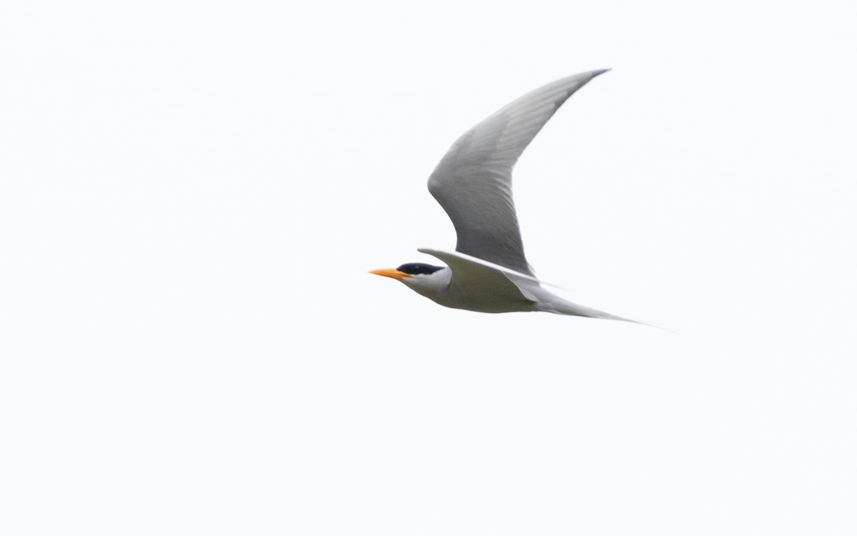 River Tern - ML638527064