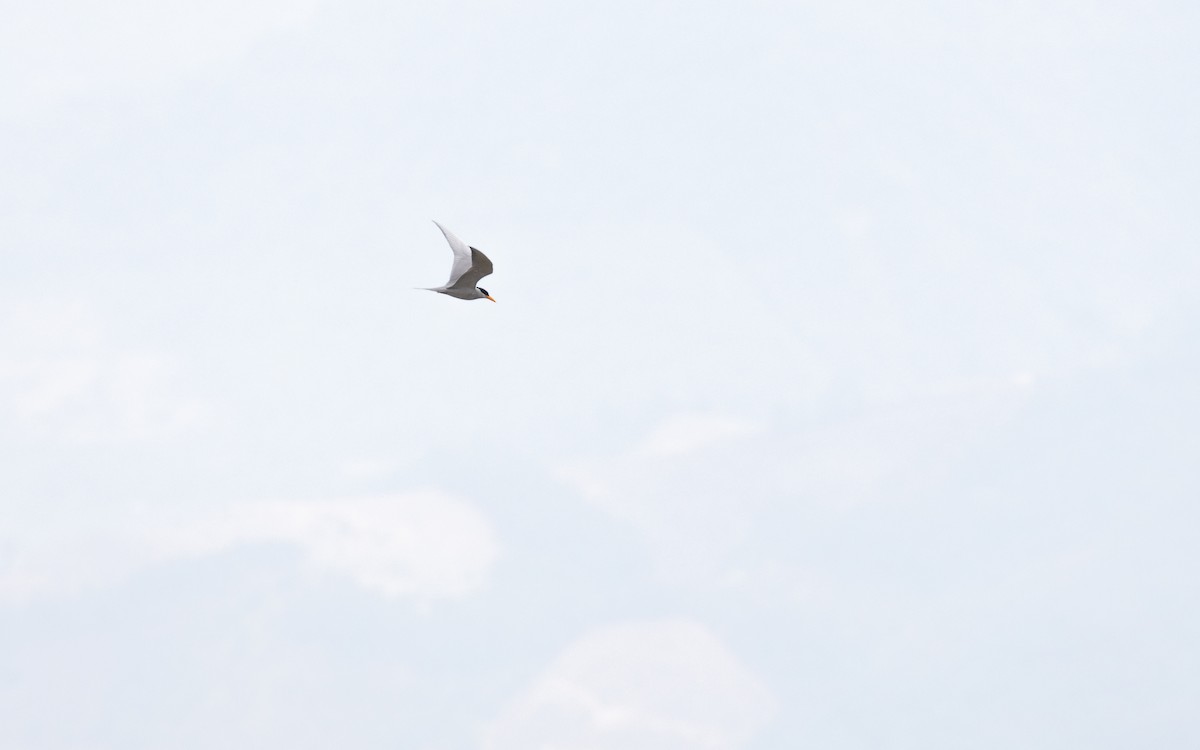 River Tern - ML638527069