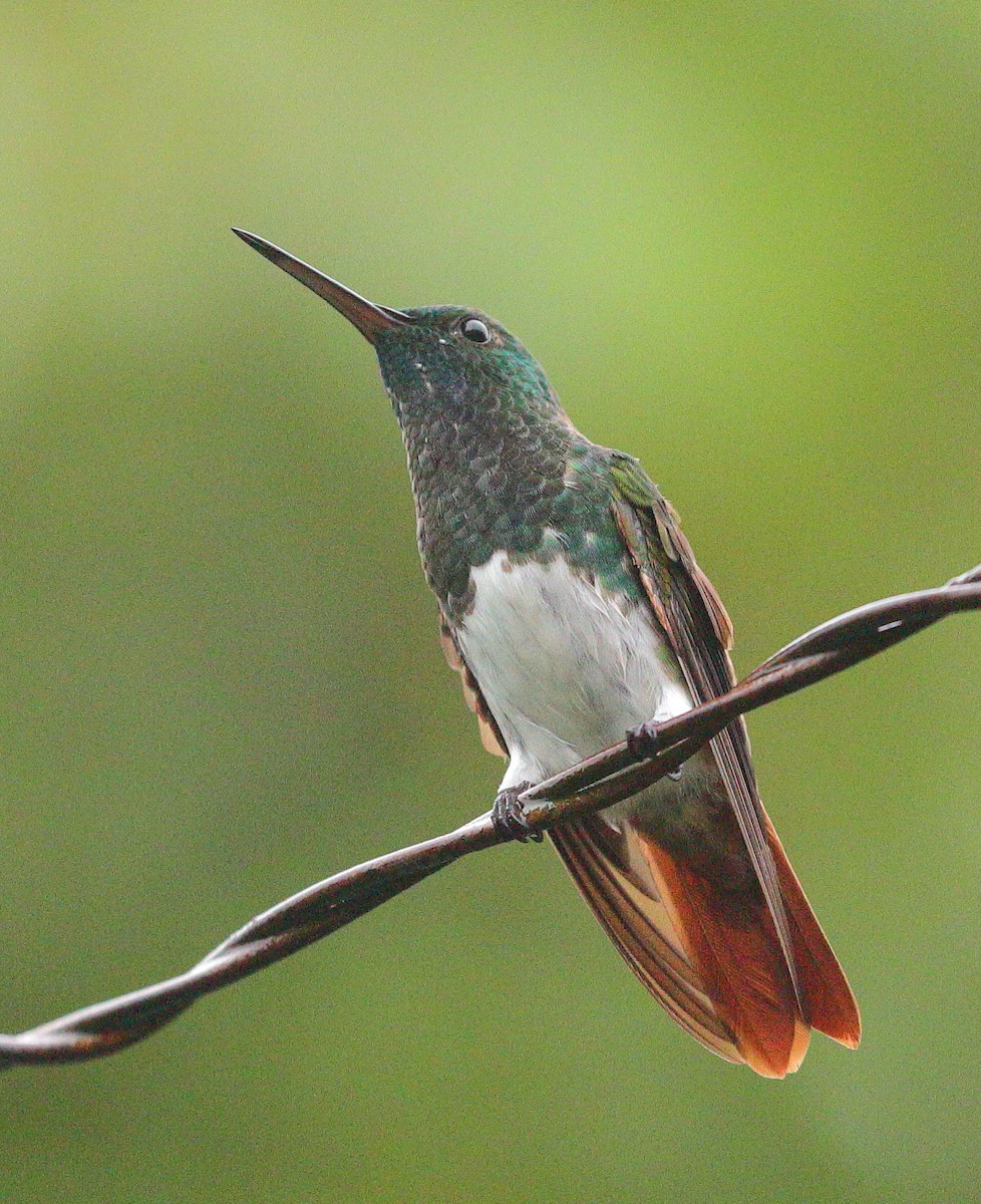 Snowy-bellied Hummingbird - ML638527077