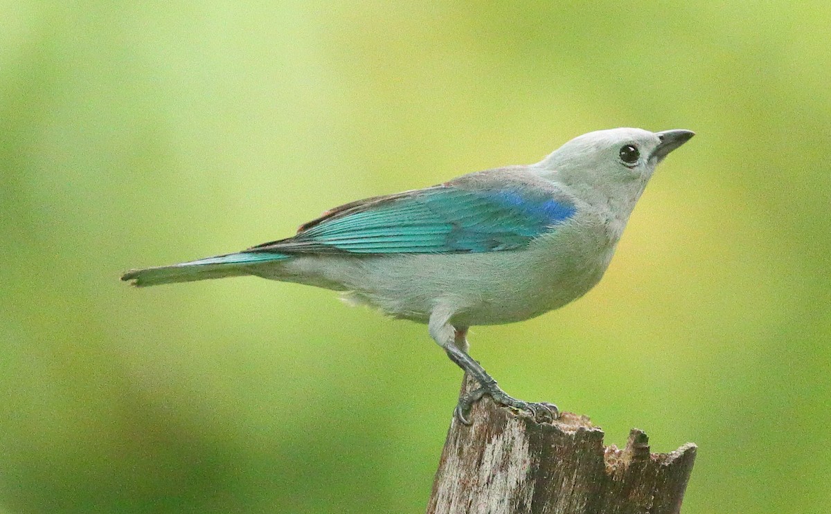 Blue-gray Tanager - ML638527091