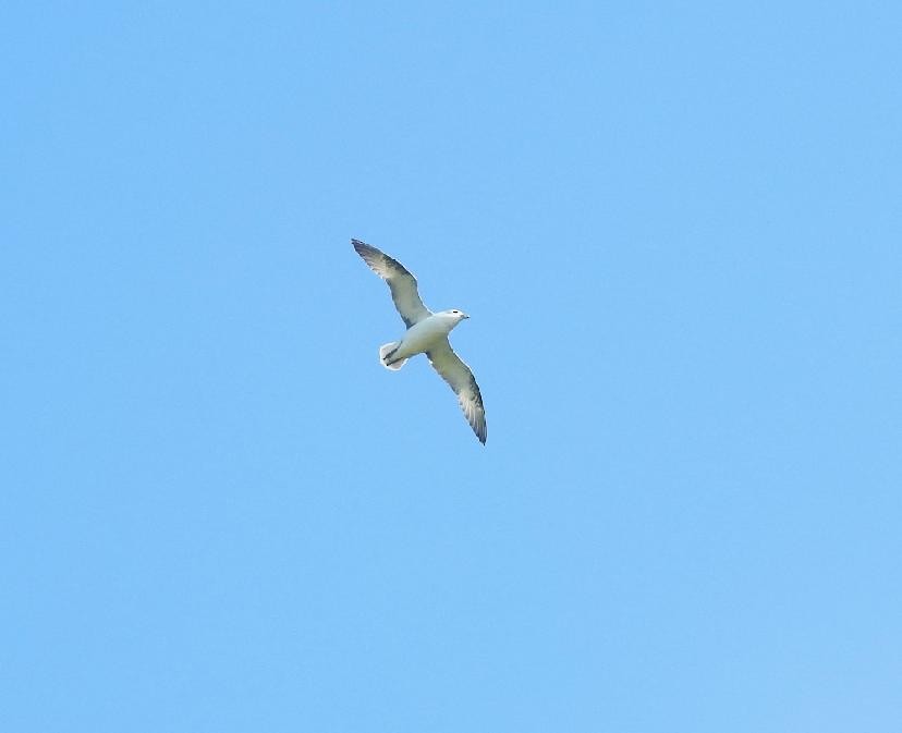 Northern Fulmar - ML638527097