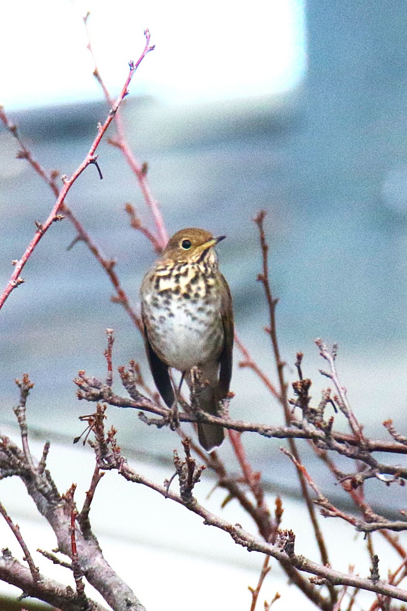 Hermit Thrush - ML638527114
