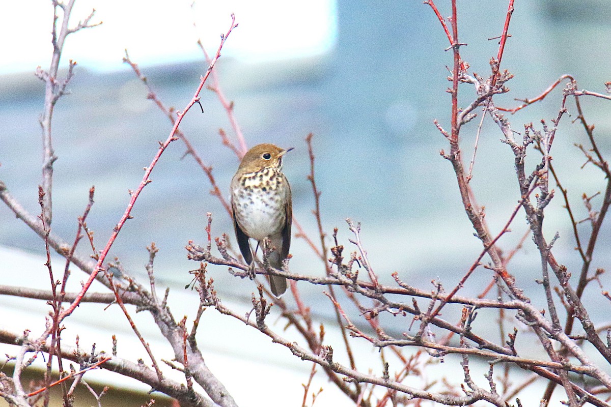 Hermit Thrush - ML638527115