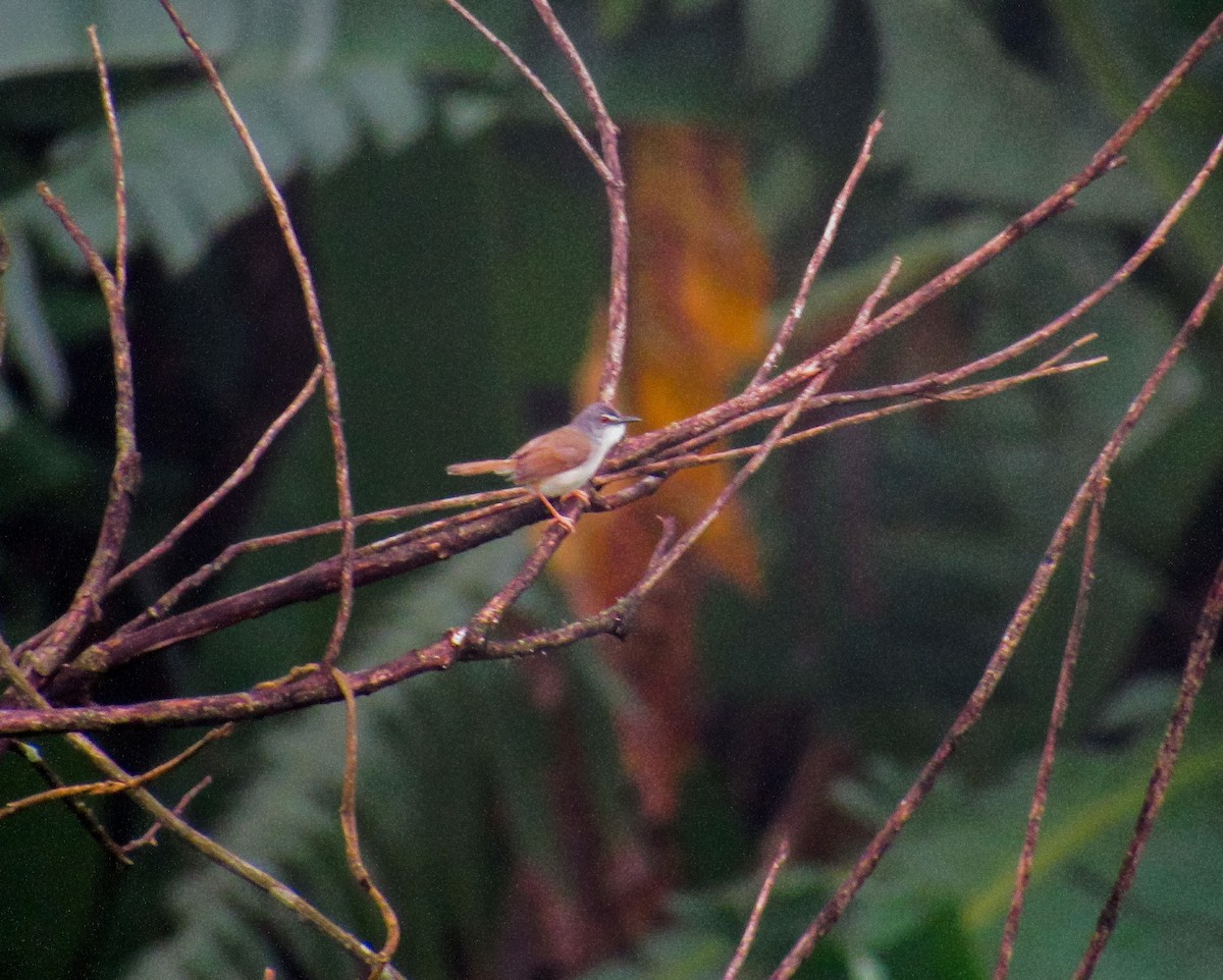 Rufescent Prinia - ML638527117