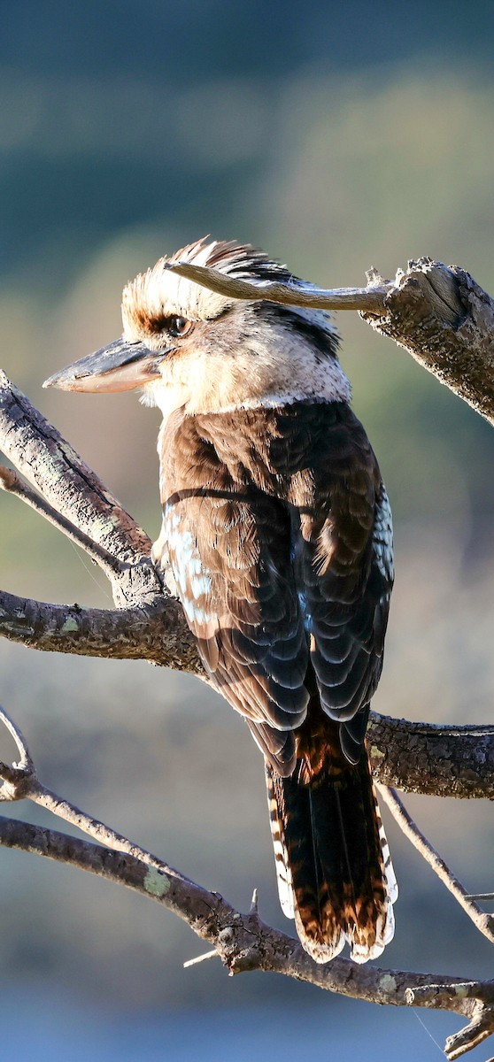 Laughing Kookaburra - ML638527126