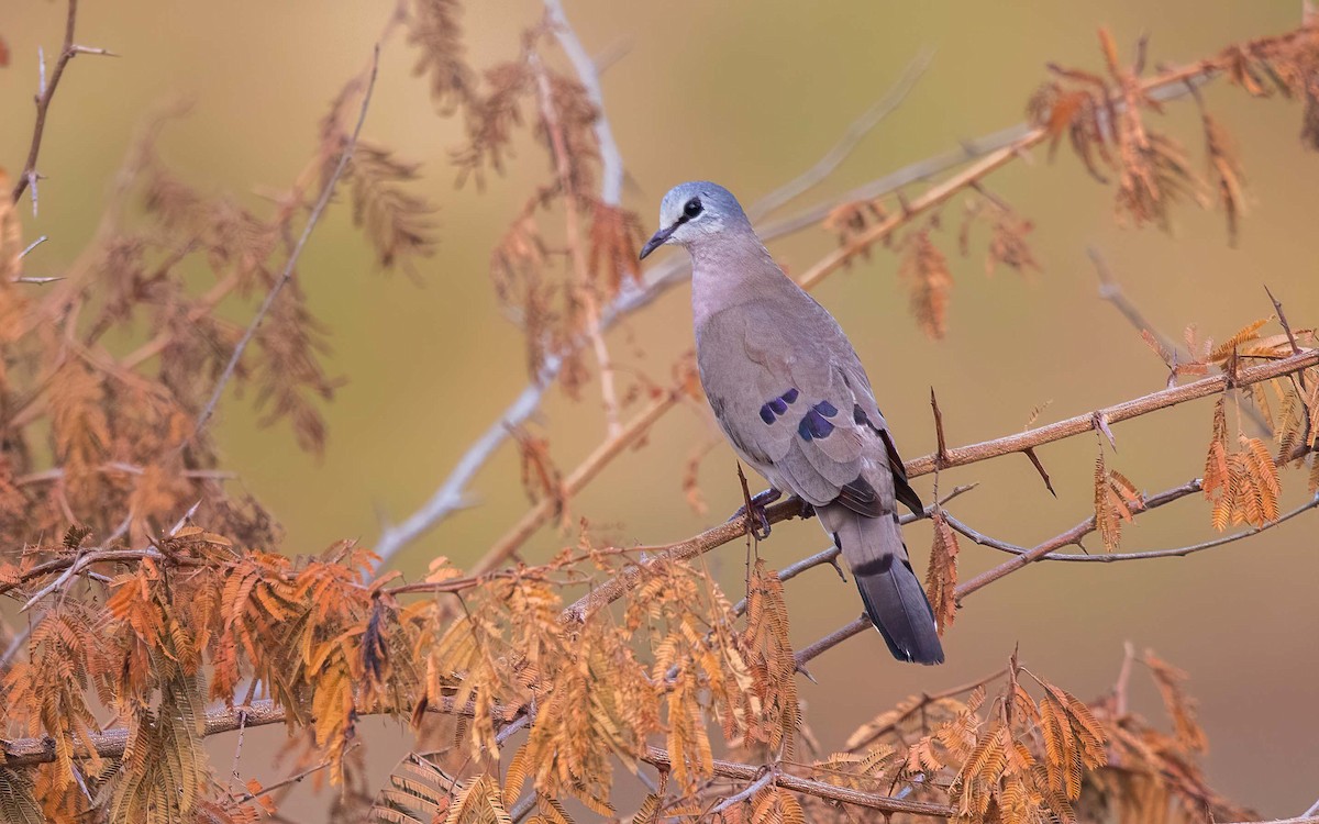 Black-billed Wood-Dove - ML638527129