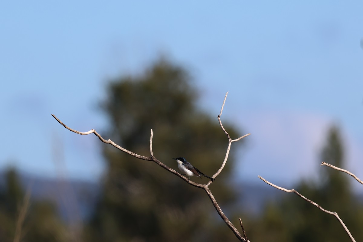 Restless Flycatcher - ML638527186