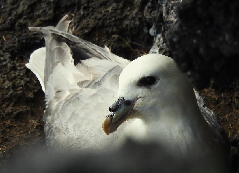 Northern Fulmar - ML638527207