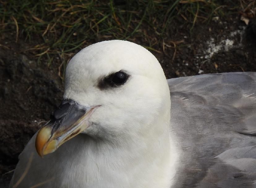 Northern Fulmar - ML638527208