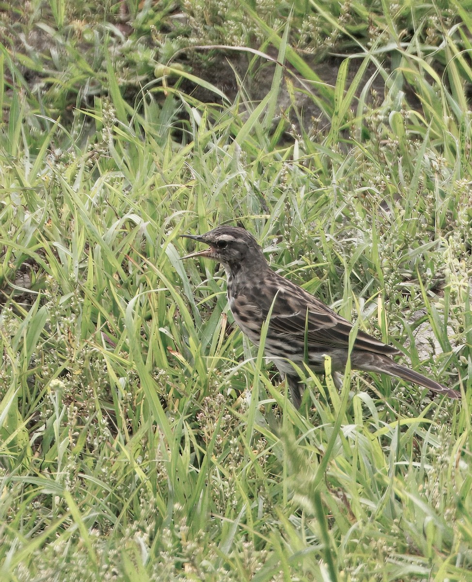 ウスベニタヒバリ - ML638527209