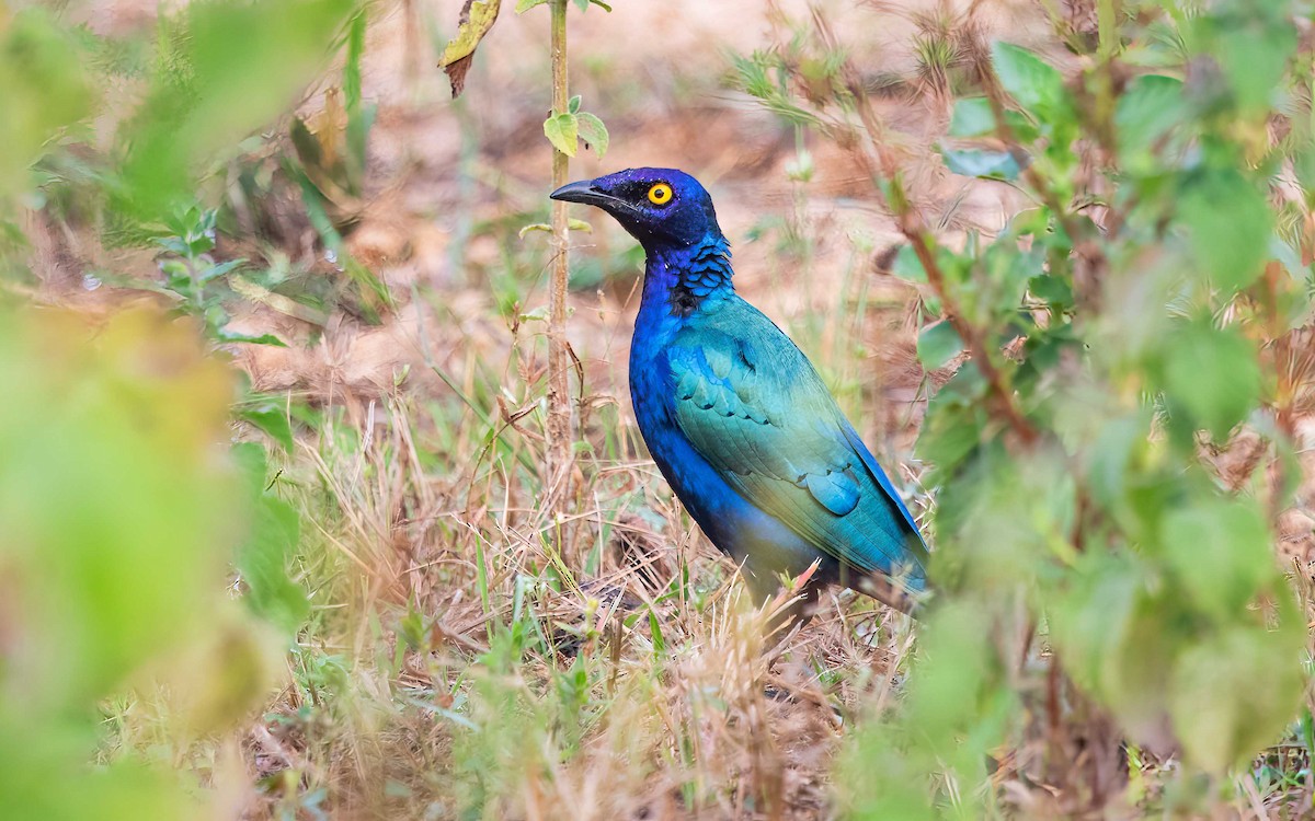 Purple Starling - ML638527228